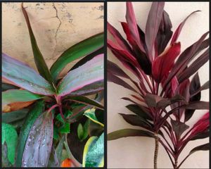 Combo Of 10 plAnts