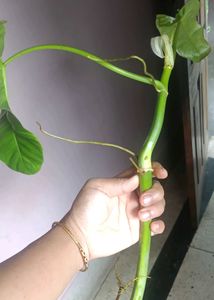 Philodendron Paraiso Verde Plant