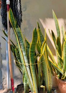 big verigeted snake plants