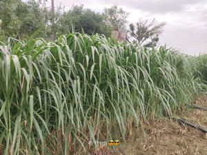 grass plant