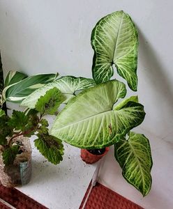 Pack 2 Arrowhead &amp; Plectranthus Nitidus Plans