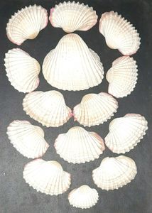 14 Sea Shells