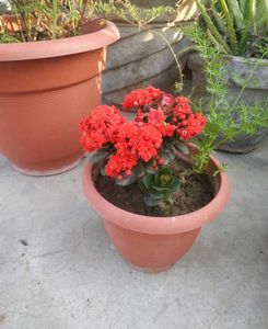 kalanchoe plant