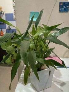 4 Beautiful Potted Plants for Sale