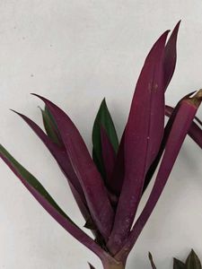 Tradescantia Spathacea Plant Cutting