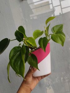 Oxycardium Plant In Self Watering Pot