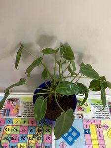 Blue Pot &amp; Philodendron Plant