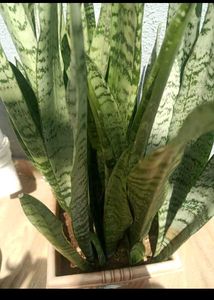 Plants Combo