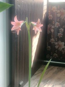 Amaryllis lily bulb
