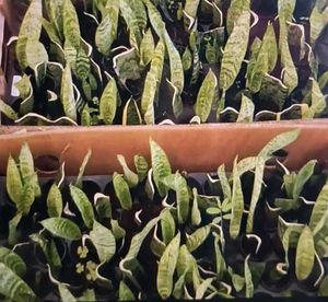 snake plant