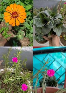 Plant combo of 3 🥀🌱