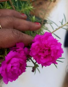 Combo Of 3 colour Portulaca Cutting And Seeds