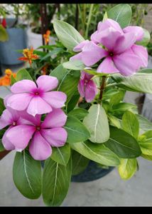 4 Wall Hanging 5 Flowers plant