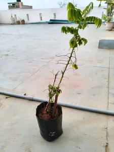 Chekurmanis Live Plant