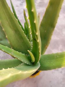 Aloevera Plant
