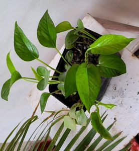 Evergreen Money Plant🪴&amp; pot
