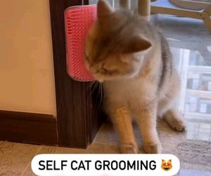 Cat Self Grooming Corner Brush