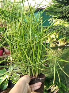 Combo Of 4 Healthy Plants