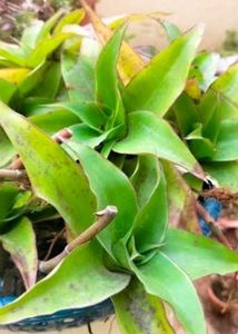 Live Basket Plant Pups (3 pcs)