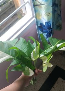 epipremnum pinnatum albo top Cuttings