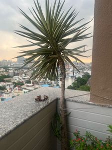 Yucca Tree Plant pup quantity 1