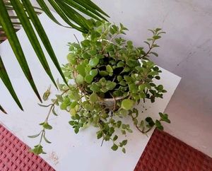 Pilea Depressa Plant &amp; Pot