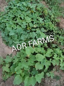 ADR FARMS Organic goat mannure Soil Mix