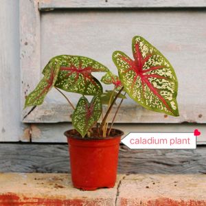 11 Plants Mixed Varieties Well Rooted