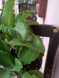 three plant pack