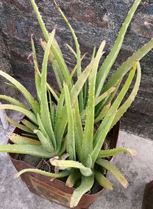 Healthy Aloe Vera Plant