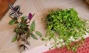 Pack 2 Zebronics &Tradescantia fluminensis Pl