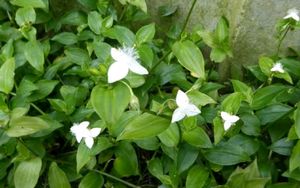 Tradescantia fluminensis.plants & pot