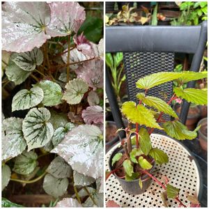 20 Live Root Plants