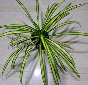 🌵Pandanus veitchii Plant 🪴 &amp; Pot