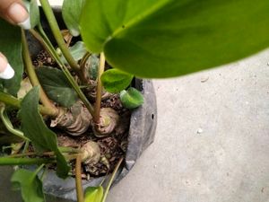 Assorted Potted Plants Bundle