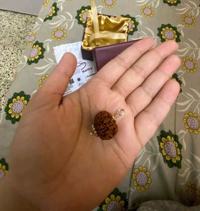 Natural 6-Face Rudraksha (छह मुखी रुद्राक्ष)