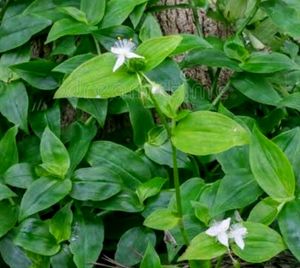 Tradescantia fluminensis plants &amp; pot