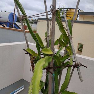 Dragon Fruit Plant with roots