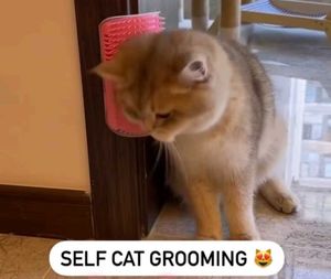 Cat Self Grooming Corner Brush
