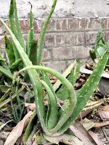 Aloe Vera Plant