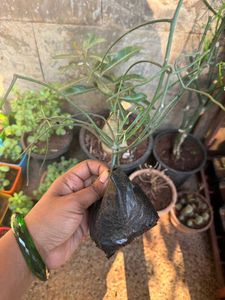 Pencil Cactus - Euphorbia tirucalli