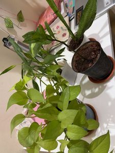 4 Beautiful Potted Plants for Sale