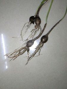 Brand New Piece Yellow Rain Lily Flowers Bulb
