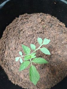 Tomato Plants 10