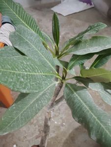 2 Color Champa Plant &amp; 1 Leaf Plan