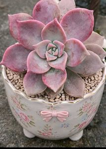 Pretty Pink graptopetalum Succulent