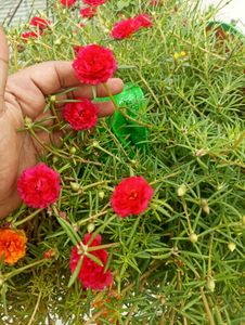 Red Bud Rose And 1 Portulaca Cuttings