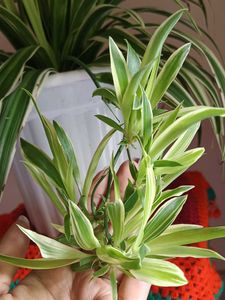 original spider plant