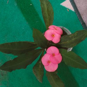 Mix Plants