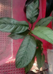 Agmeleies &amp; Dracaena Red Ruby Plant